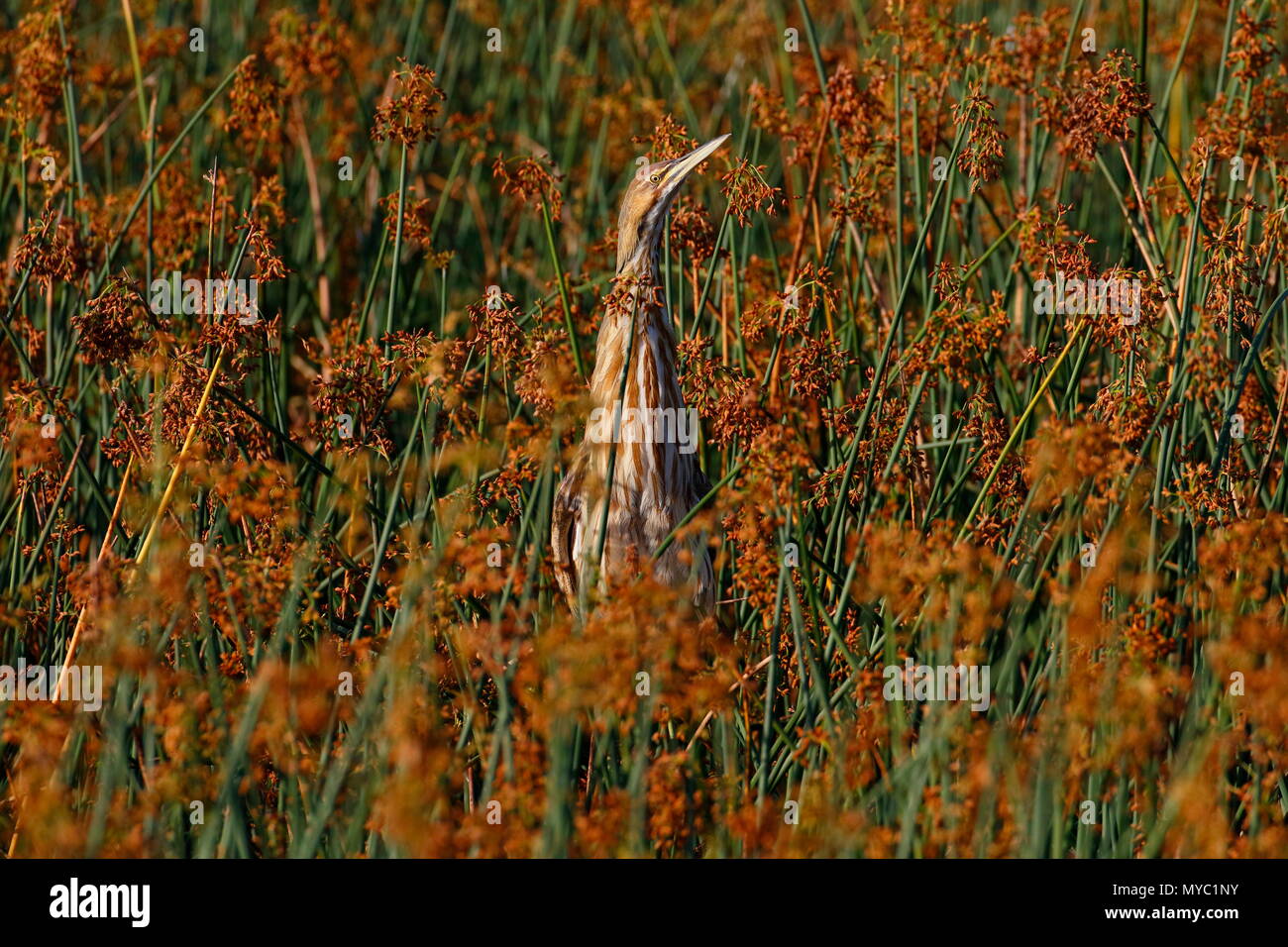 An American bittern, Botaurus lentiginosus, hidden among wetland reeds. Stock Photo