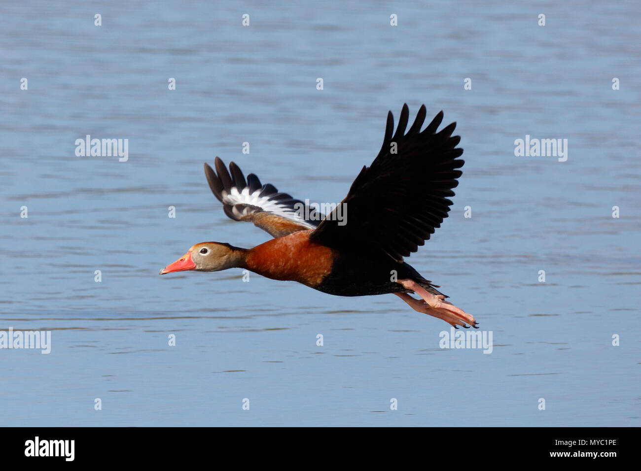A Black-bellied whistling duck, Dendrocygna autumnalis, flies over a water hole. Stock Photo