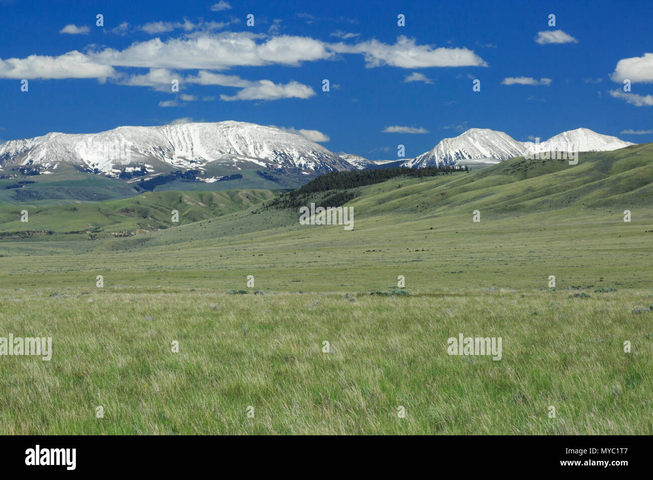 grassland habitat below the snowcrest range near dillon, montana Stock