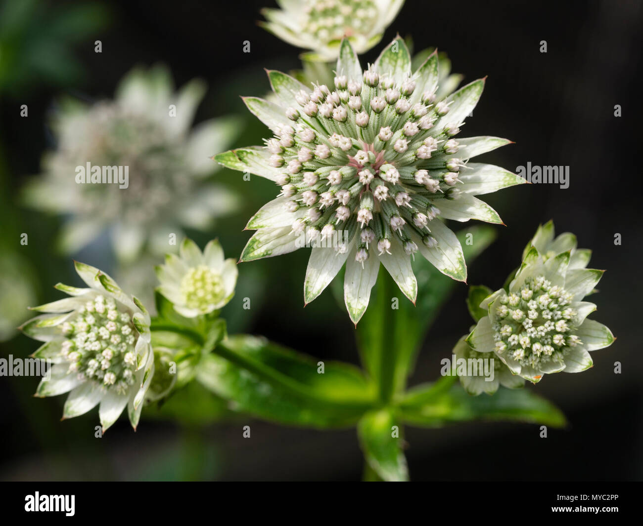 Green tipped white bracts enfold the cluster of small individual flowers of the summer blooming masterwort, Astrantia major 'Star of Billion' Stock Photo