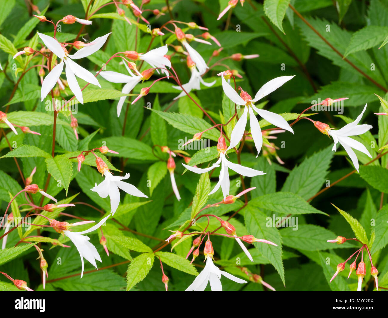 Wispy white flowers of the summer blooming hardy perennial, Gillenia trifoliata Stock Photo