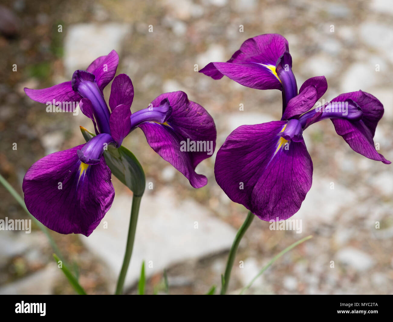 Red-purple early summer flowers of the hardy Japanese iris, Iris ensata 'Variegata' Stock Photo
