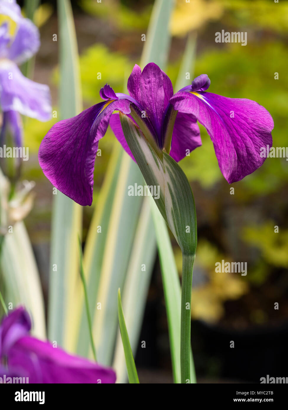 Red-purple early summer flowers of the hardy Japanese iris, Iris ensata 'Variegata' Stock Photo