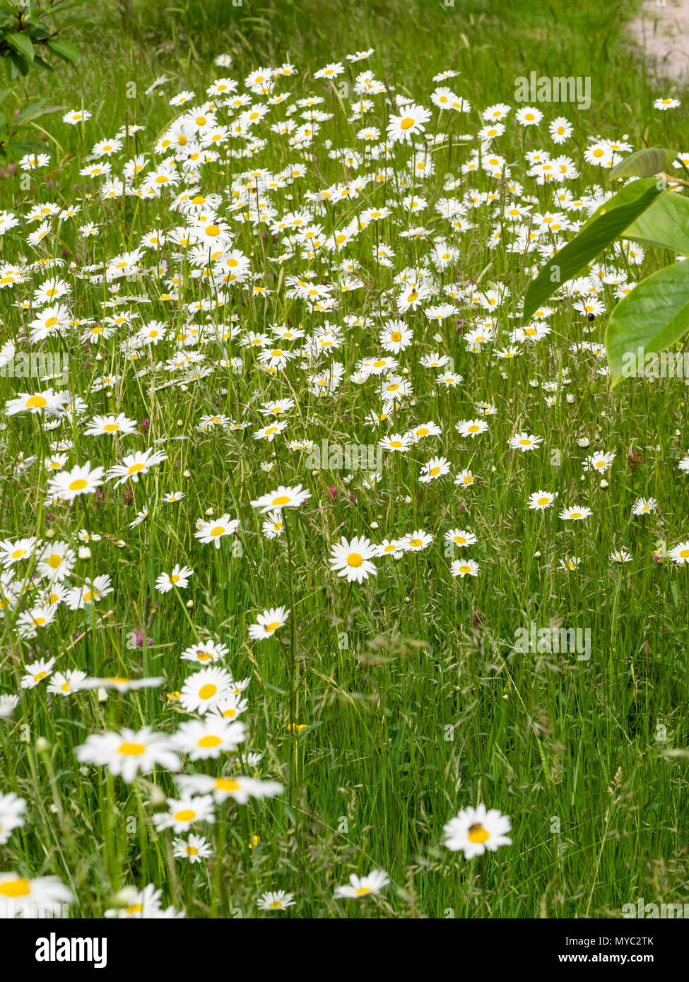 Yellow centred white flowers of the ox-eye daisy, Leucanthemum vulgare, a UK wildflower of meadows and grassy areas including roadsides Stock Photo