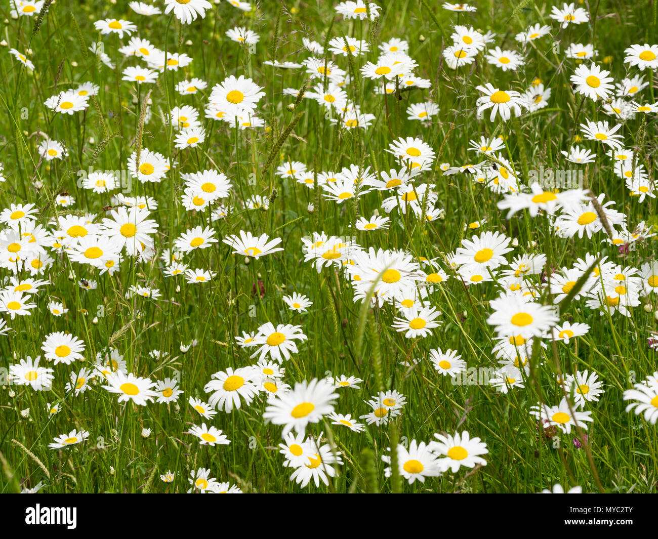 Yellow centred white flowers of the ox-eye daisy, Leucanthemum vulgare, a UK wildflower of meadows and grassy areas including roadsides Stock Photo