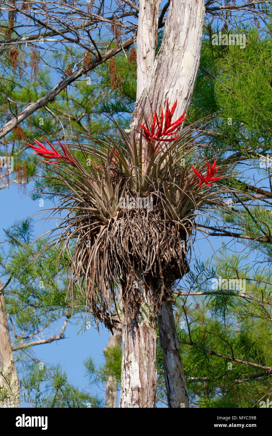 A cardinal airplant, Tillandsia fasciculata, festooned on cypress trees. Stock Photo