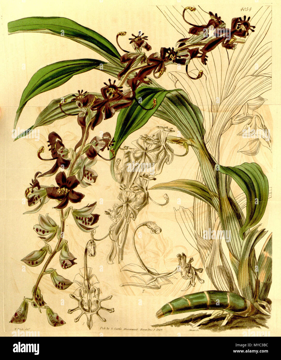 . Illustration of Cycnoches egertonianum (as syn. Cycnoches ventricosum var. egertonianum) . 1844. Walter Hood Fitch (1817-1892) del., Swan sc. 128 Cycnoches egertonianum (as Cycnoches ventricosum var. egertonianum) - Curtis' 70 (N.S. 17) pl. 4054 (1844) Stock Photo