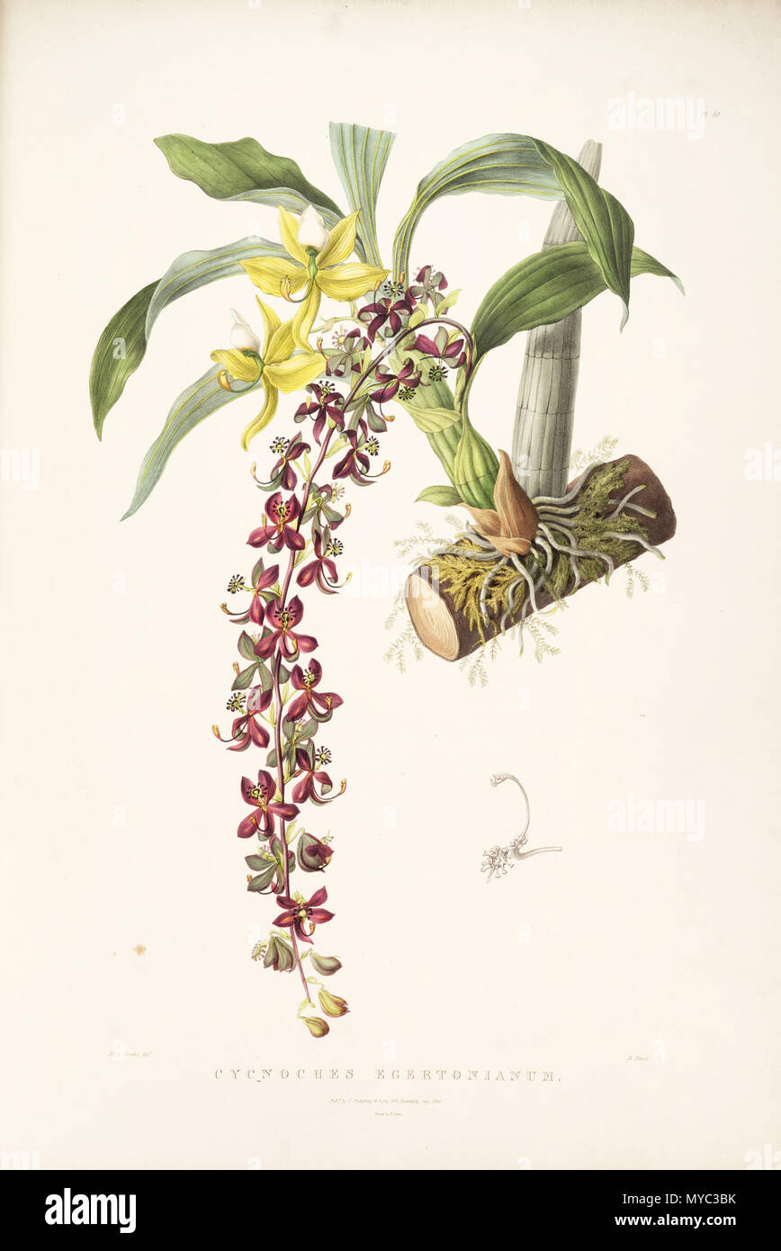 . Illustration of Cycnoches egertonianum . 1842. Miss Drake (del.) - M. Gauci (lith.) 129 Cycnoches egertonianum - Bateman Orch. Mex. Guat. pl. 40 (1842) Stock Photo