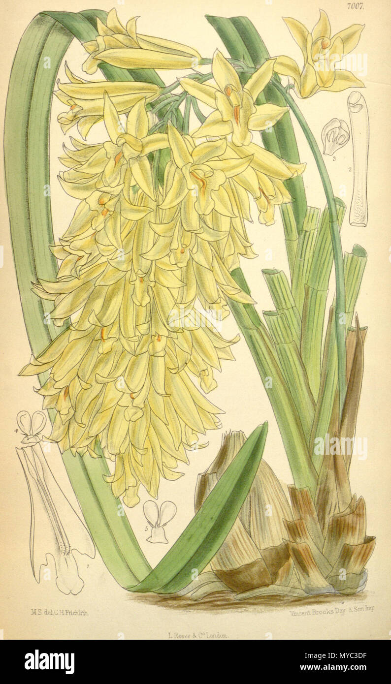 . Illustration of Cymbidium longifolium (as syn. Cyperorchis elegans) . 1888. M. S. del. ( = Matilda Smith, 1854-1926), C. H. Fitch lith. Description by Joseph Dalton Hooker (1817—1911) 129 Cymbidium longifolium (as Cyperorchis elegans) - Curtis' 114 (Ser. 3 no. 44) pl. 7007 (1888) Stock Photo