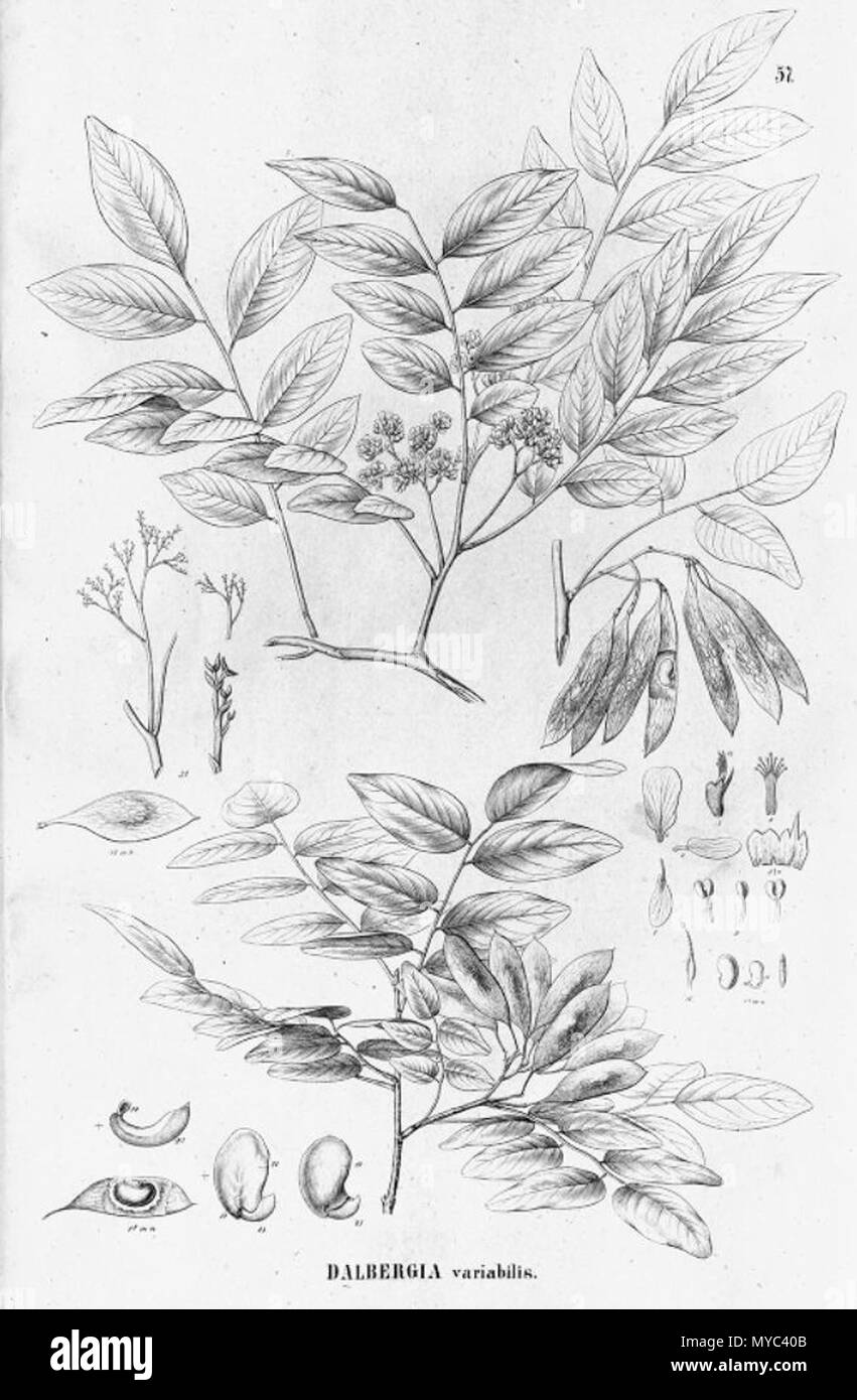 . Illustration of Dalbergia frutescens (Orig. Dalbergia variabilis) . between 1859 and 1862. Carl Friedrich Philipp von Martius (1794-1868) 130 Dalbergia frutescens Stock Photo
