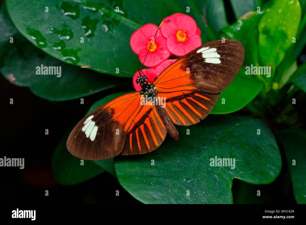 A doris longwing, Heliconius doris, sipping nectar from a flower. Stock Photo