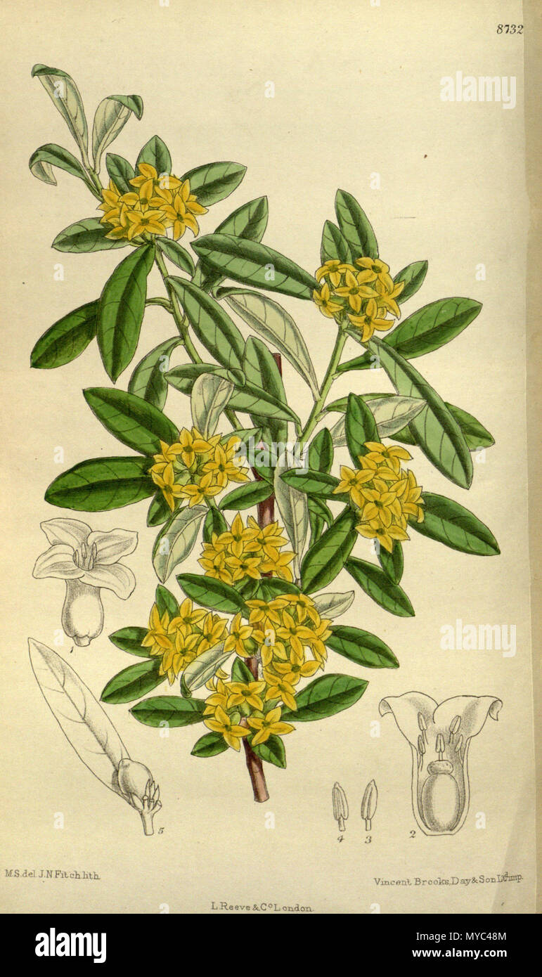 . Daphne giraldii, Thymelaeaceae . 1917. M.S. del., J.N.Fitch lith. 132 Daphne giraldii 143-8732 Stock Photo