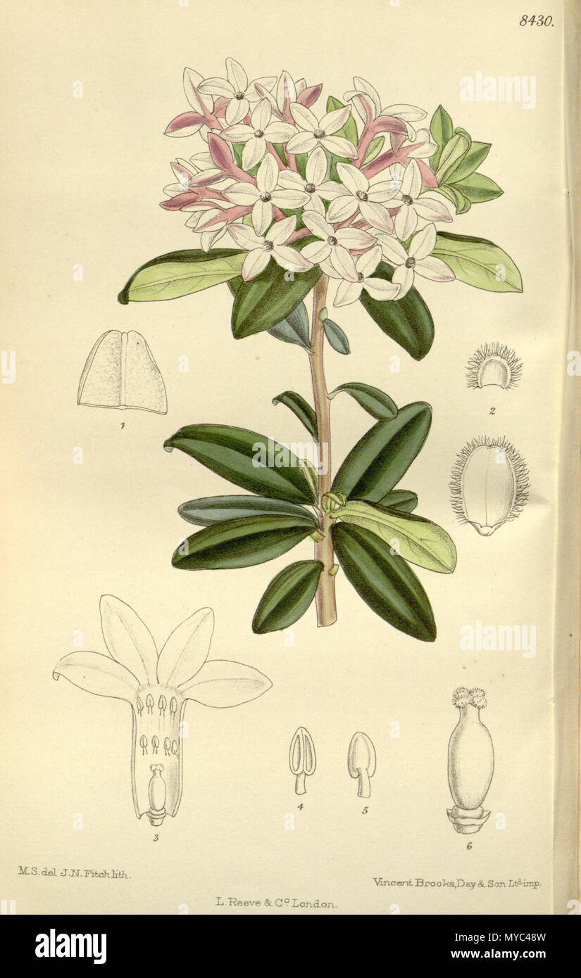 . Daphne retusa, Thymelaeaceae . 1912. M.S. del, J.N.Fitch, lith. 132 Daphne retusa 138-8430 Stock Photo