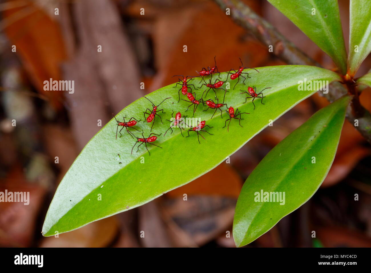 Immature leaf footed bug nymphs assembled on a leaf. Stock Photo