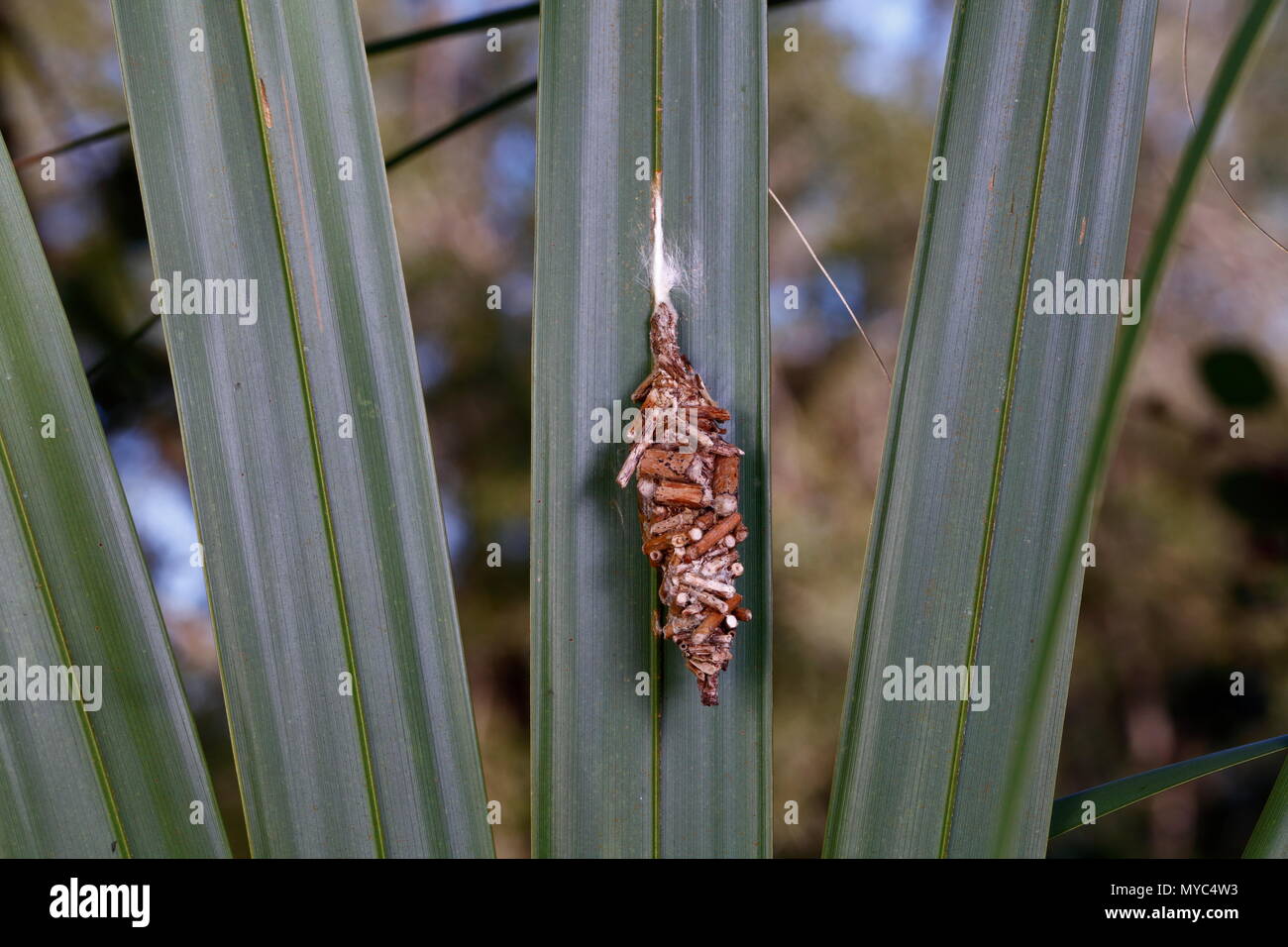 A Psychidae, bagworm moth, case containing a caterpillar on a palm frond. Stock Photo
