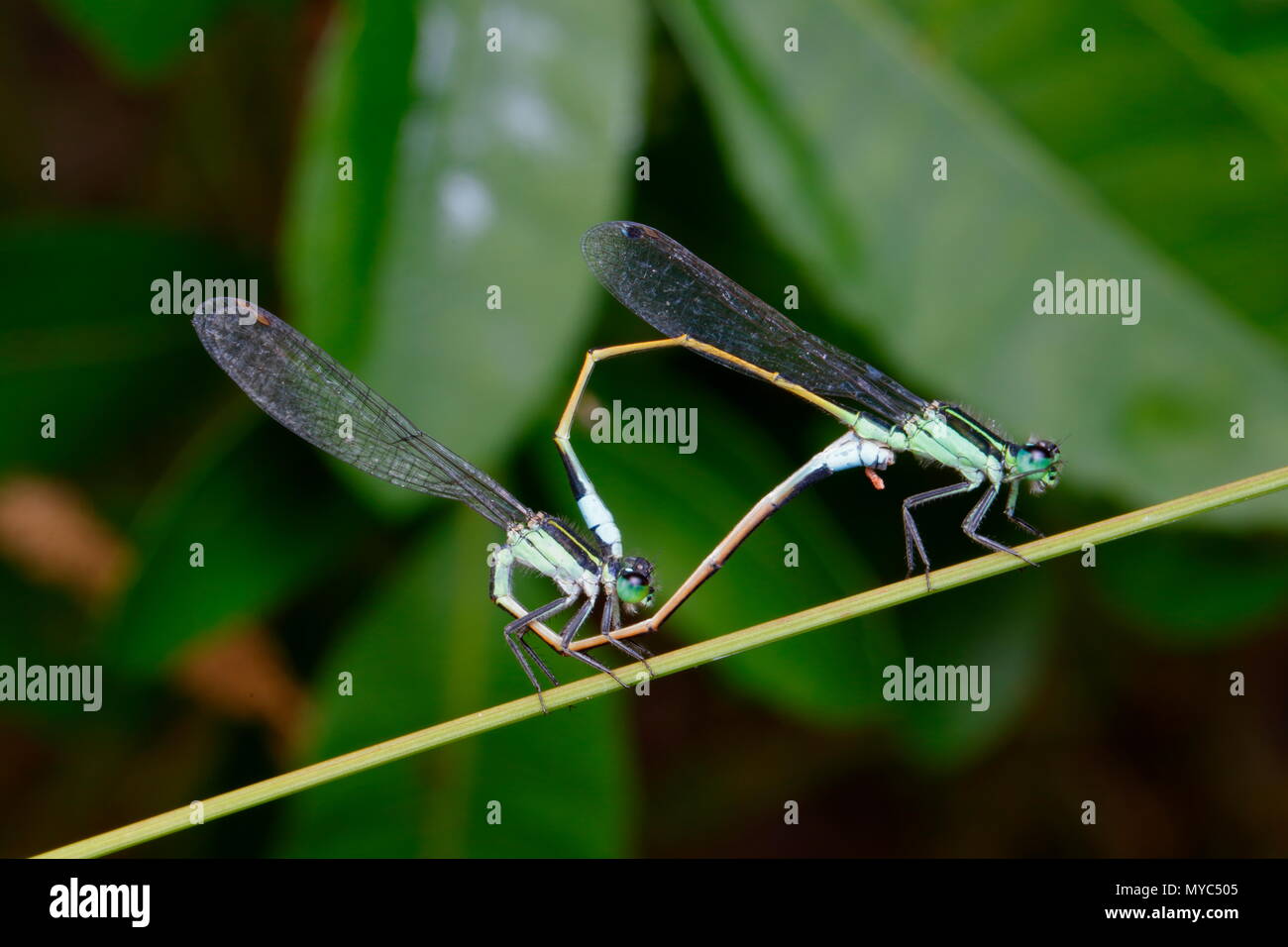 Rambur's forktail damselflies, Ischnura ramburii, mating on a plant stem. Stock Photo