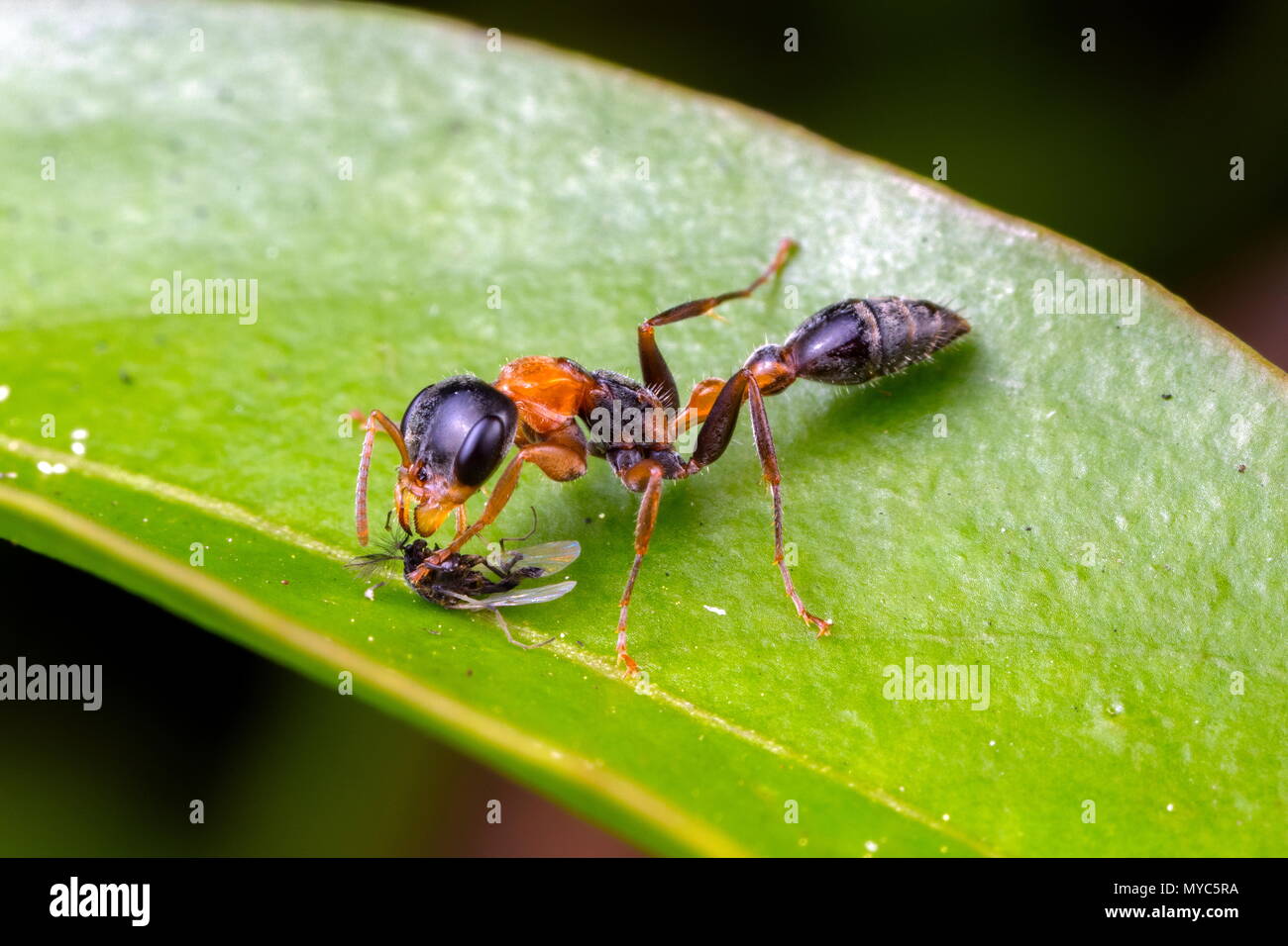 Florida ant fly hires stock photography and images Alamy