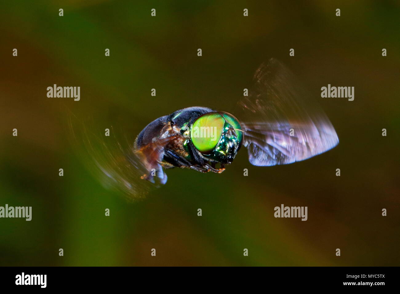 A green hoverfly, Ornidia obesa, in flight. Stock Photo