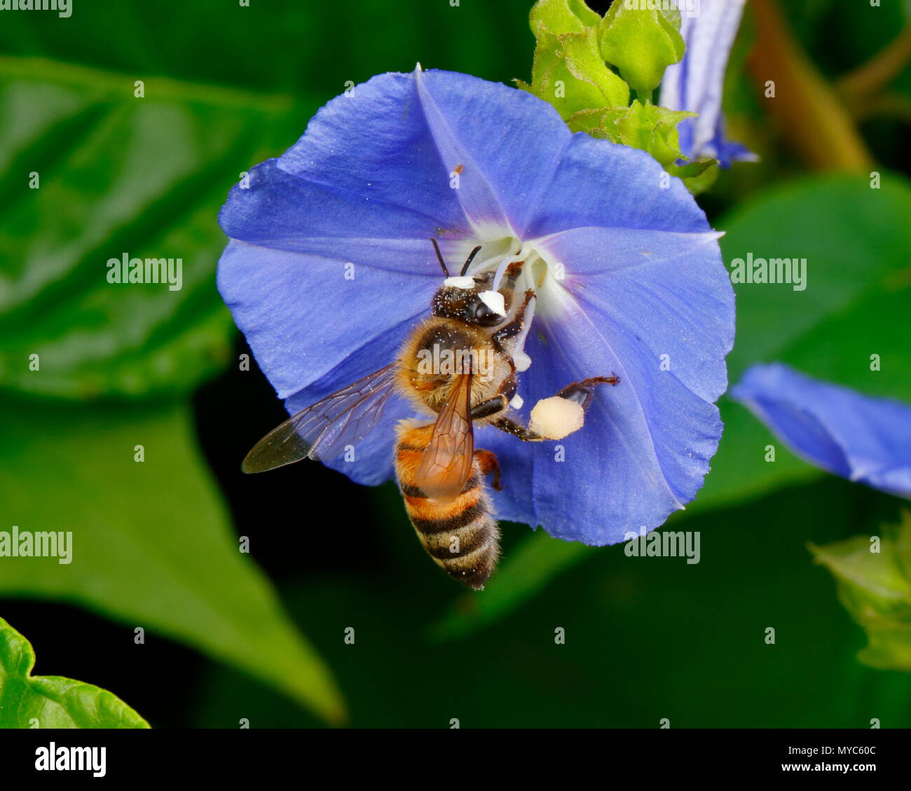 Honey bee apis mellifera hi-res stock photography and images - Alamy