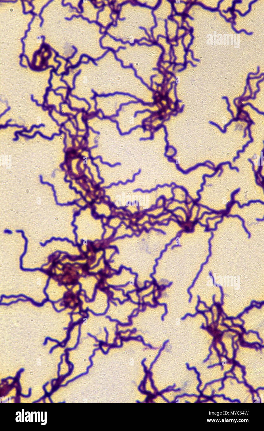 Treponema pallidum bacterium Stock Photo