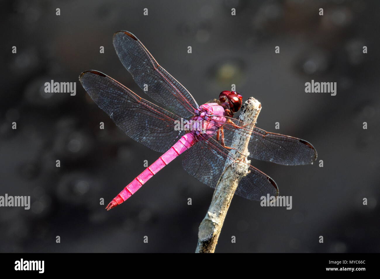A Roseate Skimmer, Orthemis ferruginea, resting on a branch. Stock Photo
