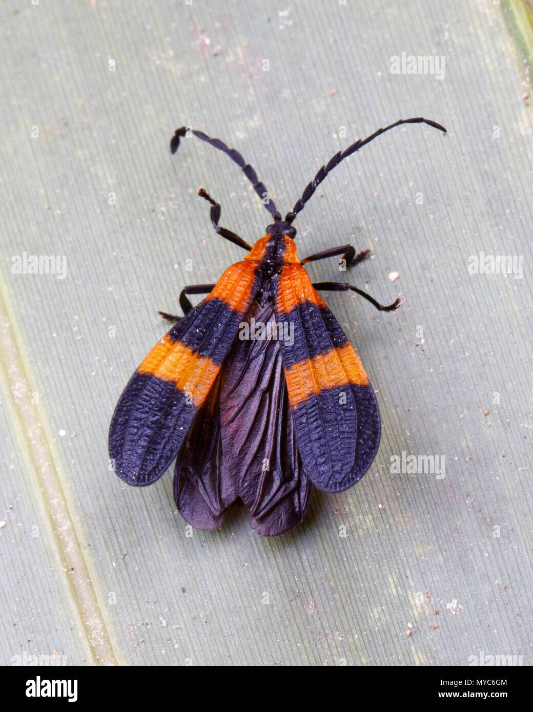 Animal wing hi-res stock photography and images - Alamy