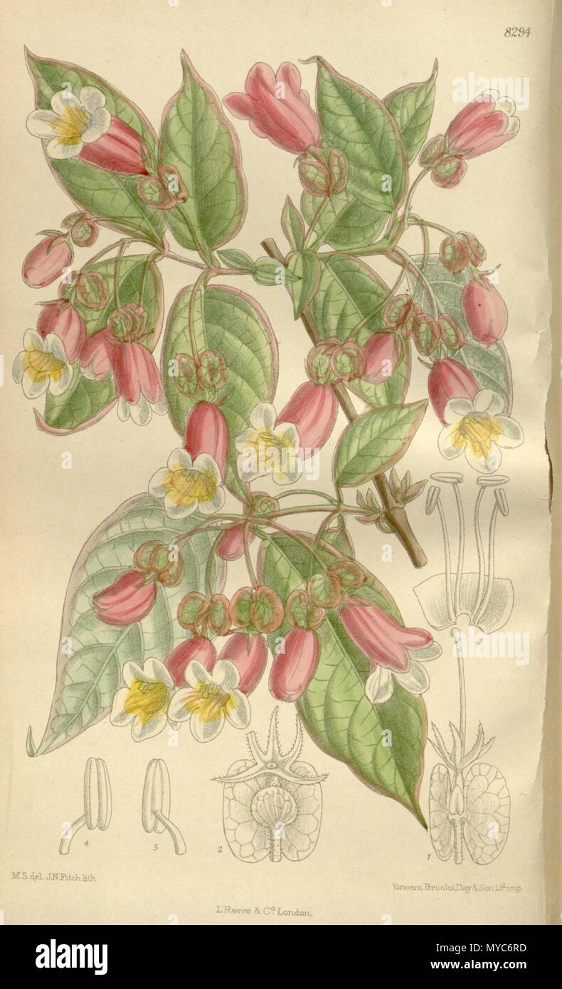 . Dipelta ventricosa (= Dipelta yunnanensis), Linnaeaceae . 1910. M.S. del., J.N.Fitch lith. 141 Dipelta ventricosa 136-8294 Stock Photo