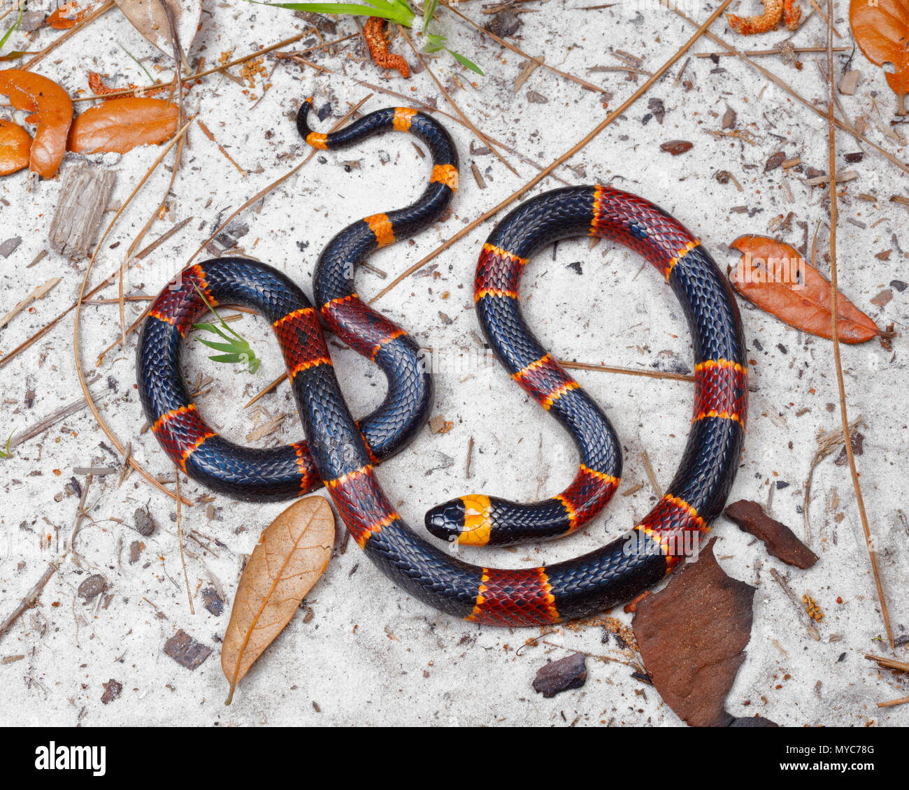 Orange and black snake hi-res stock photography and images - Alamy