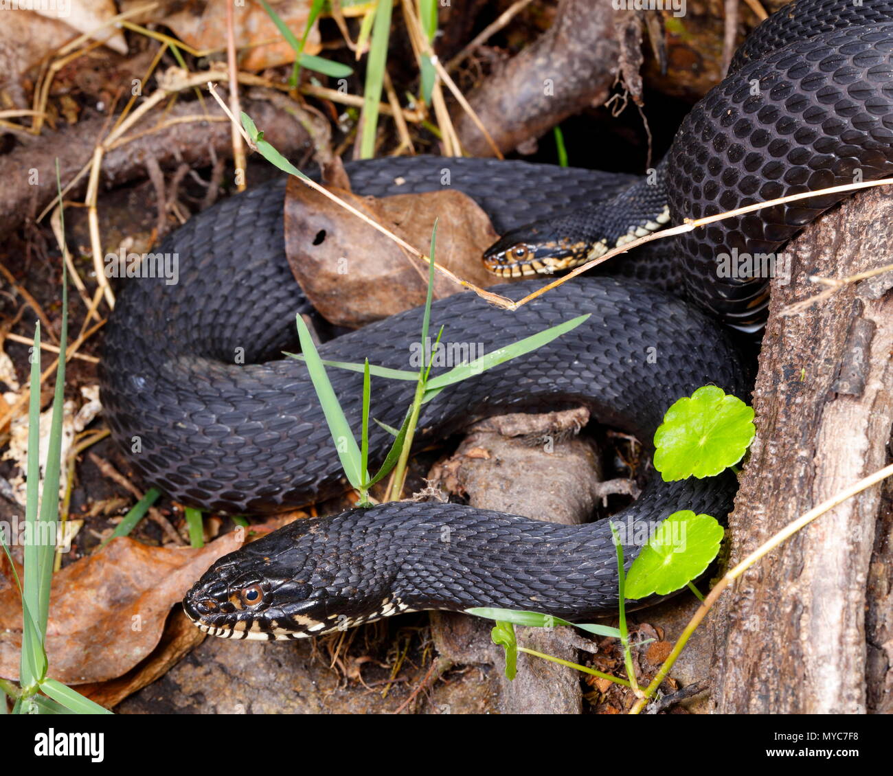 A pair of Florida banded water snakes, Nerodia fasciata pictiventris, courting. Stock Photo