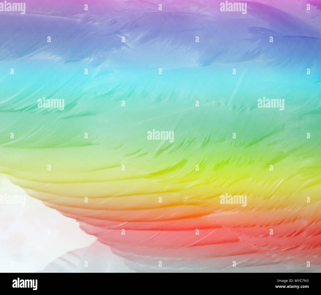Layers of soft swan feathers with abstract rainbow colors Stock Photo
