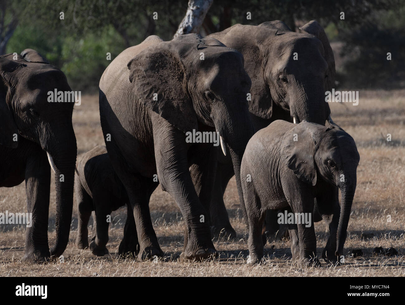 Elephant herd on the move in the Mashatu Private Game Reserve in Botswana Stock Photo