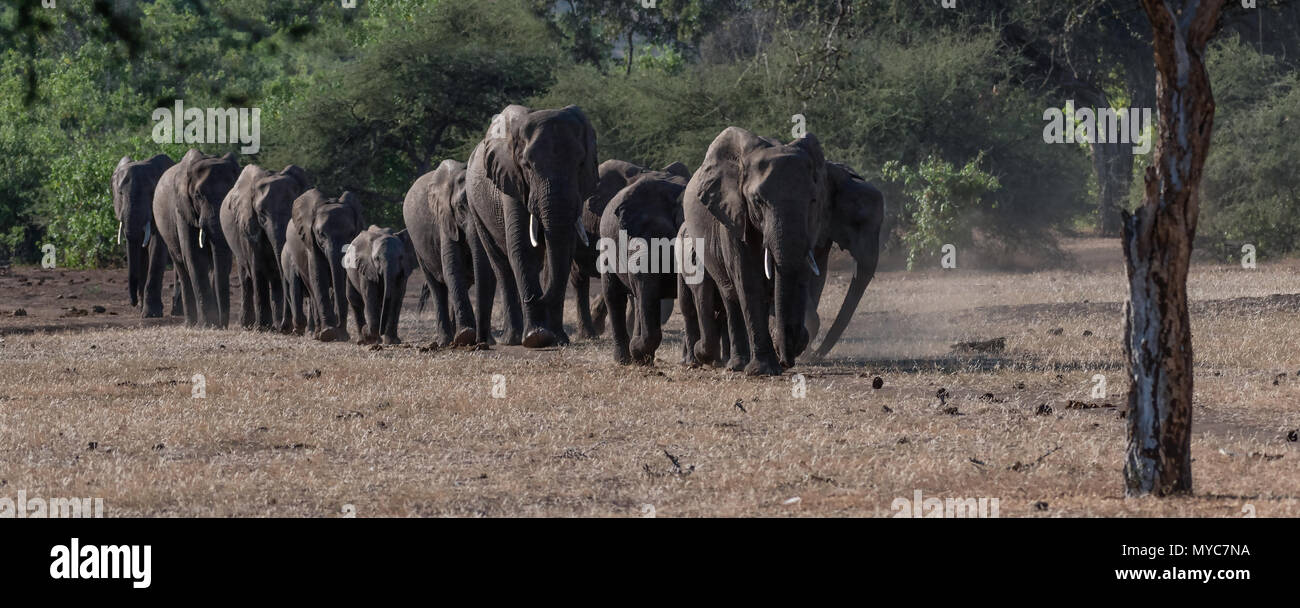 Elephant herd on the move in the Mashatu Private Game Reserve in Botswana Stock Photo