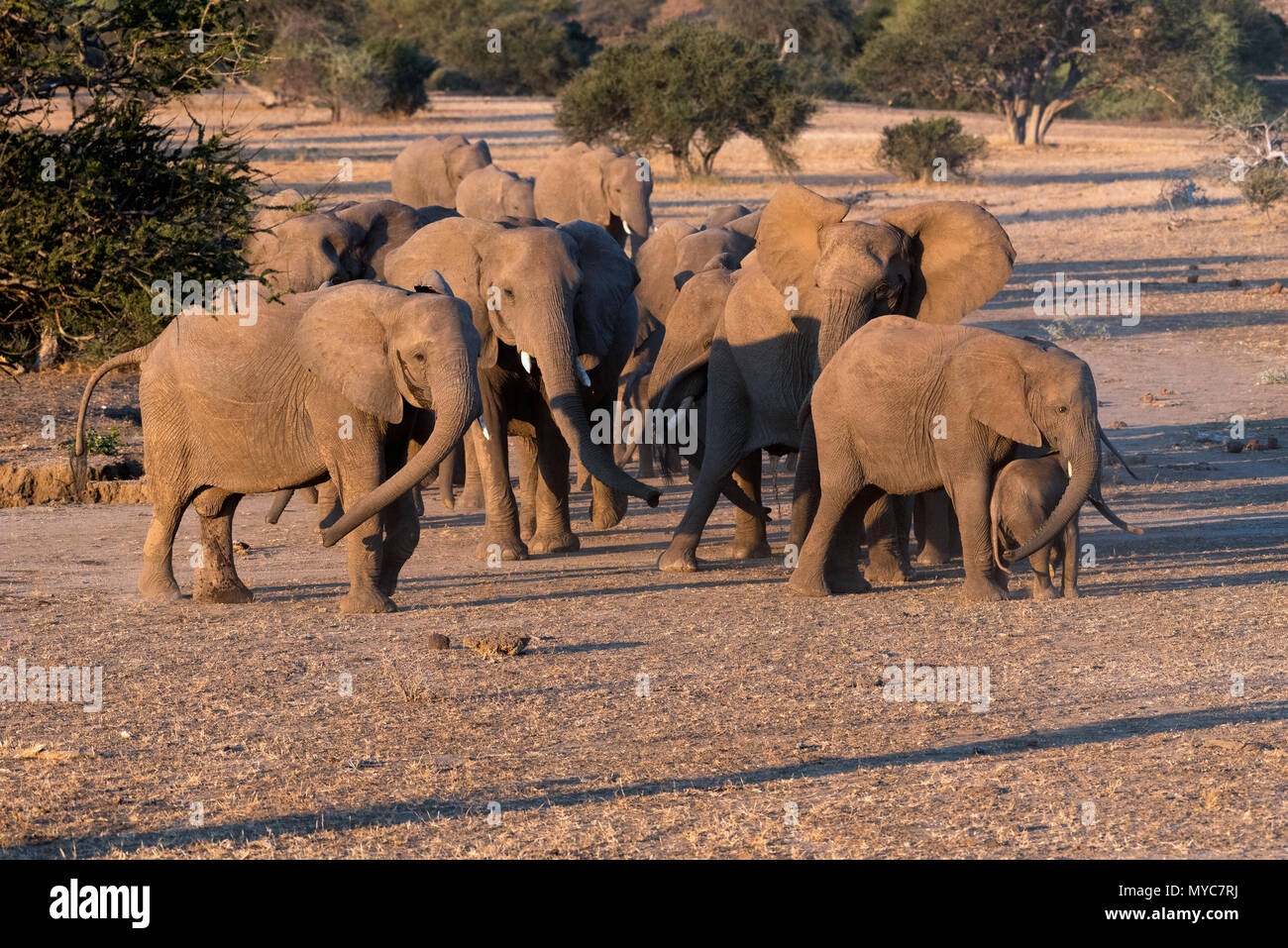 Two breeding herds of Elephant meeting and greeting in the Mashatu Game Reserve Botswana Stock Photo