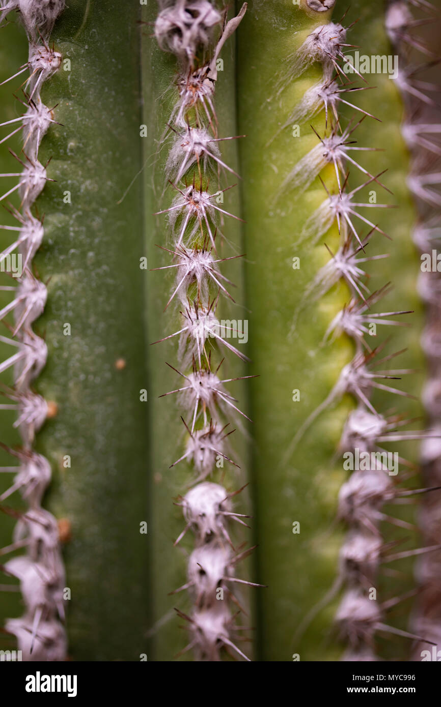 Closeup detail of the cactus Pilocereus leucocephalus Stock Photo