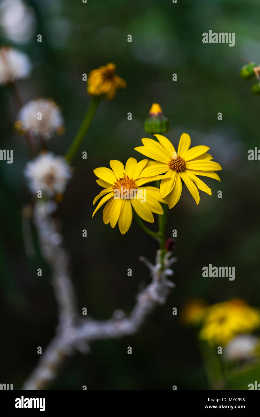 Broomstick Tree (Pittocaulon praecox) flowers in the garden Stock Photo