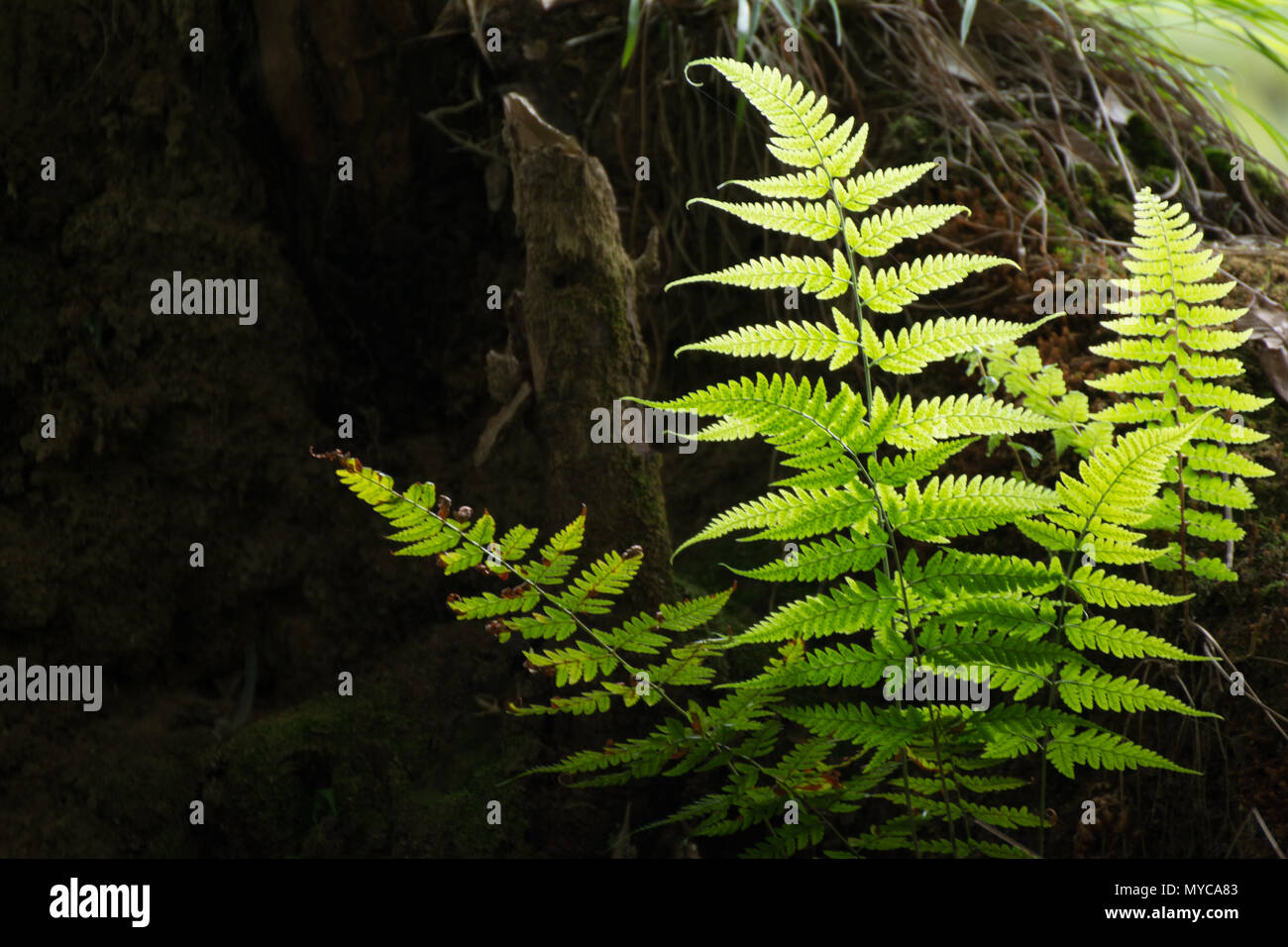 Bright Fern Plant Leaf Stock Photo