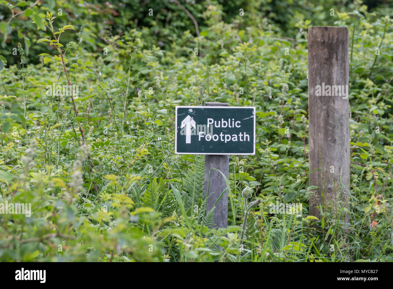Public footpath sign - the actual footpath overgrown with grass and weeds. Stay on the right path parody, UK walking signpost, weeds growing on path. Stock Photo