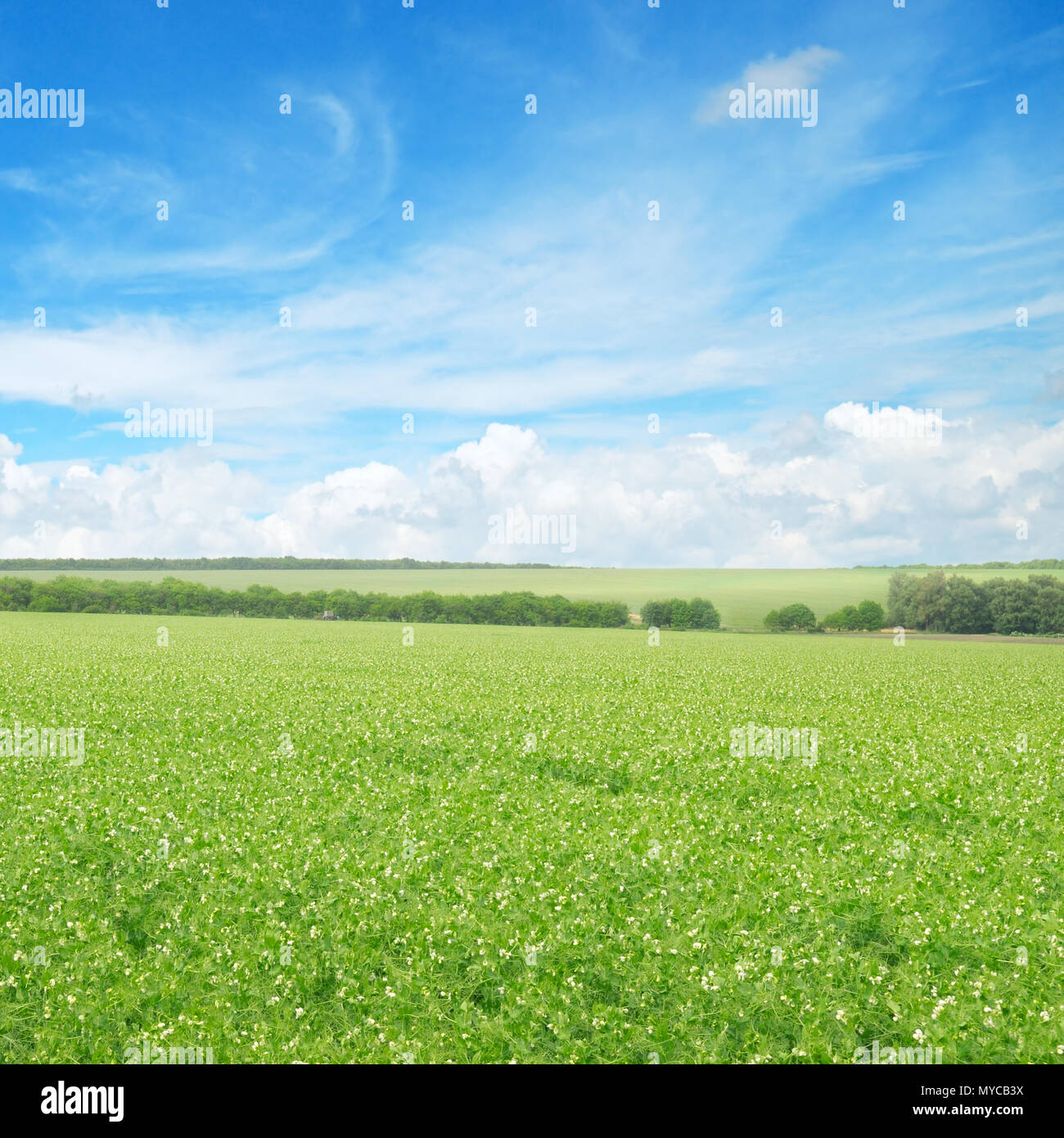 green field and blue sky with light clouds Stock Photo - Alamy