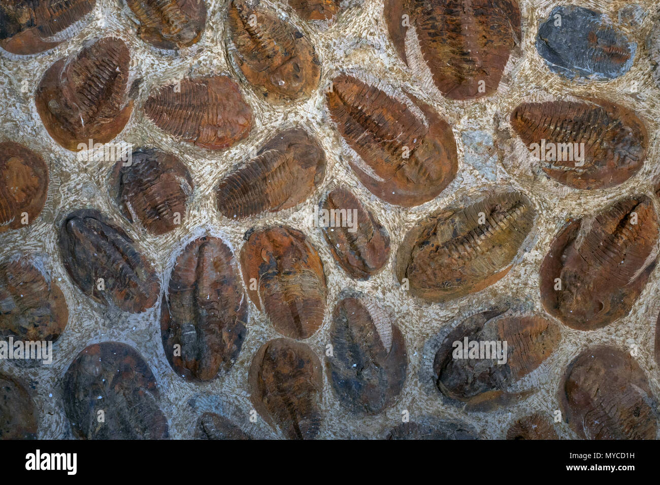 Trillobites, a gray stone slab of rock with numerous fossils of fossil  trillobites covered with orange crust of iron Stock Photo - Alamy