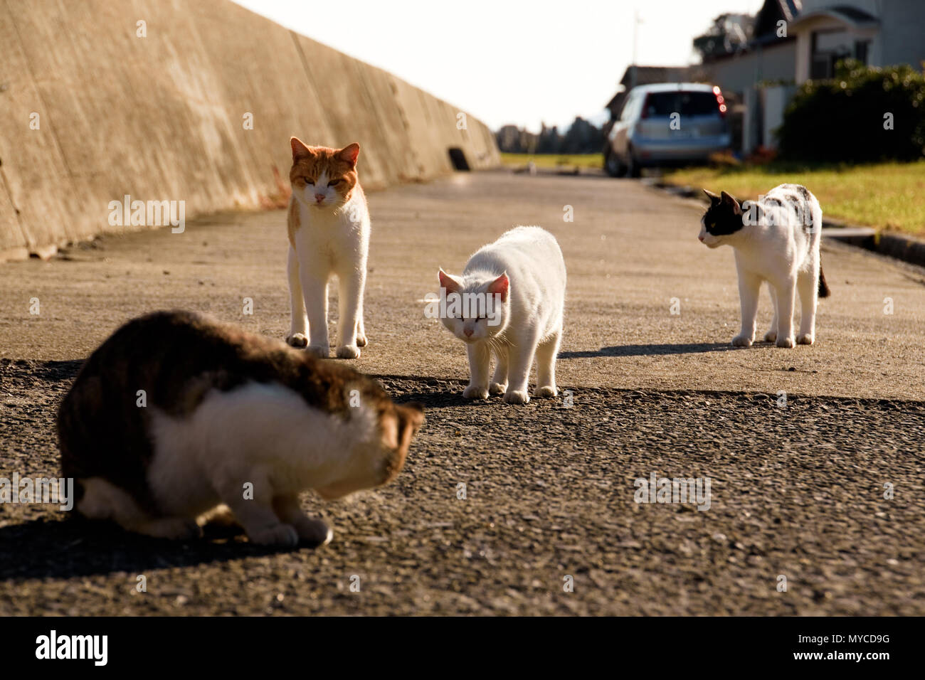 Japan, Shikoku island, Ehime region, Aoshima island, Cat island Stock Photo  - Alamy