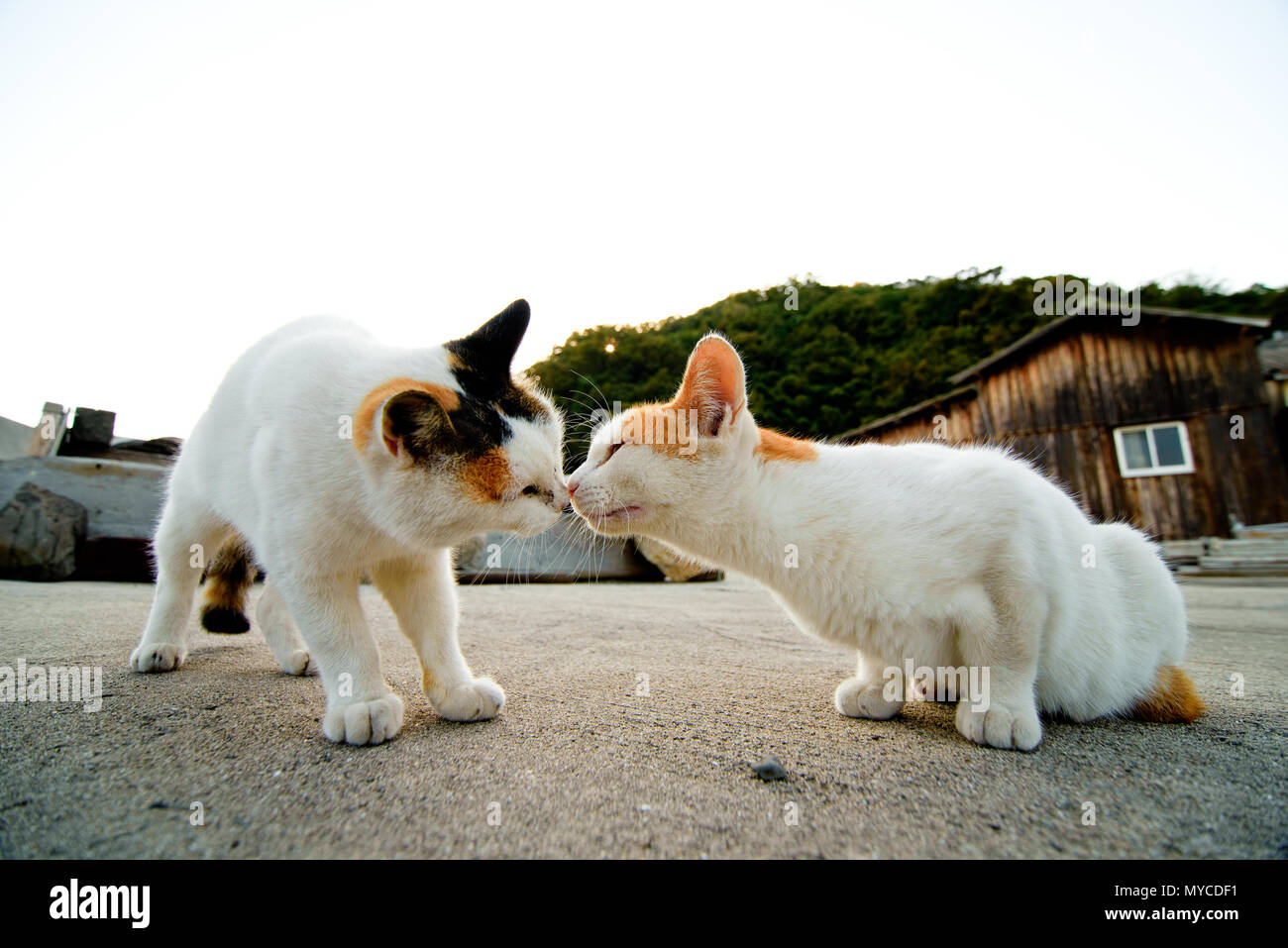 Feeding Cats on famous Aoshima nekojima Japanese cat island pier Stock  Photo