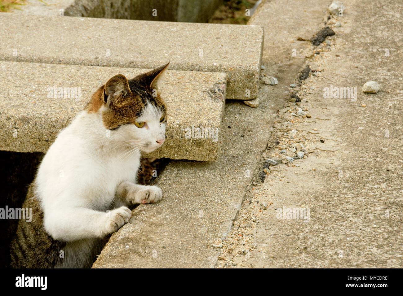Japan Cat Island Aoshima Island High-Res Stock Photo - Getty Images