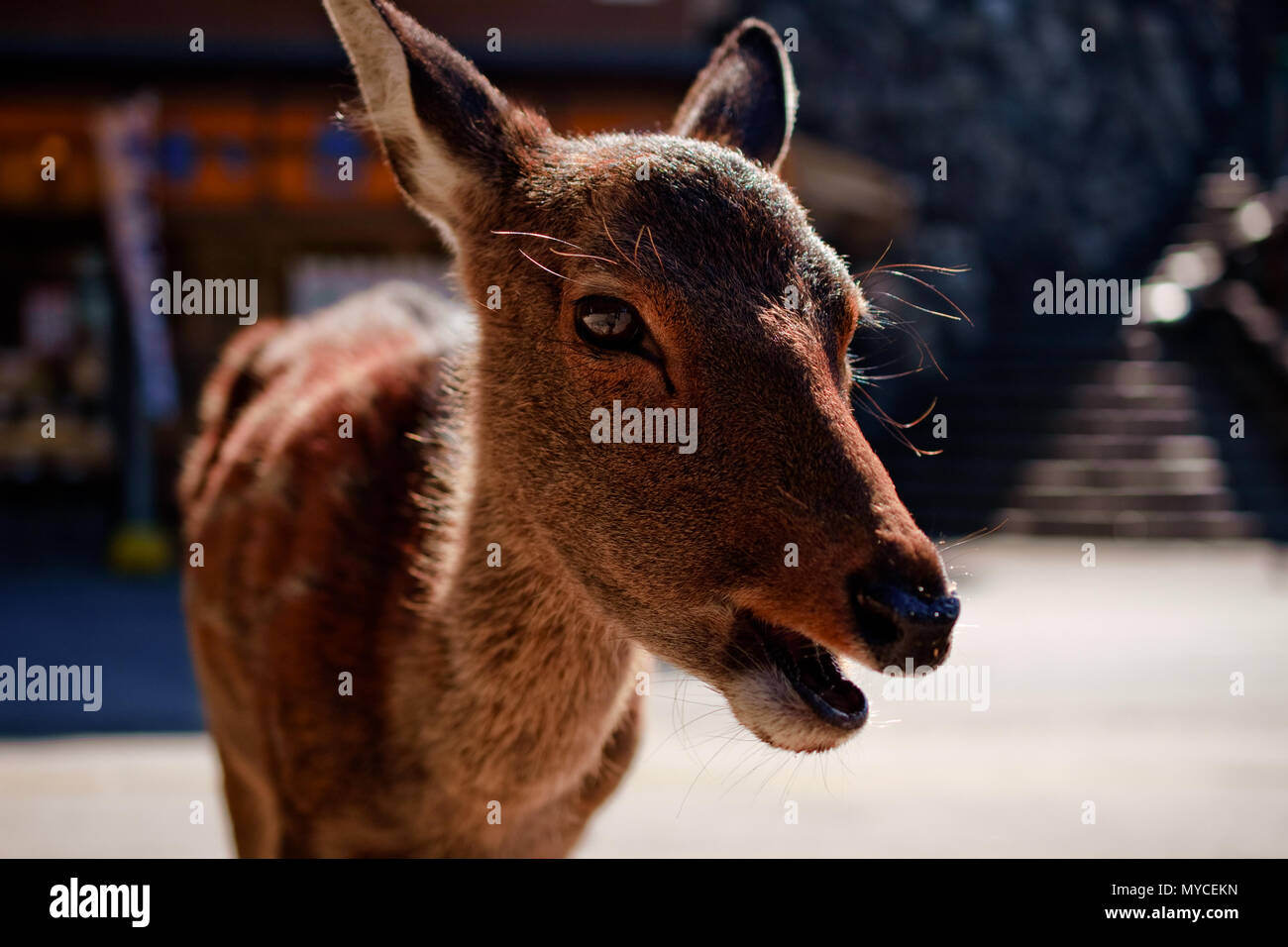 deers were begging and playing in nara park, kyoto Stock Photo