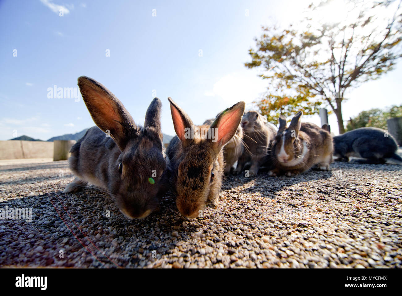 cute wild bunny rabbits in japan's rabbit island, okunoshima Stock