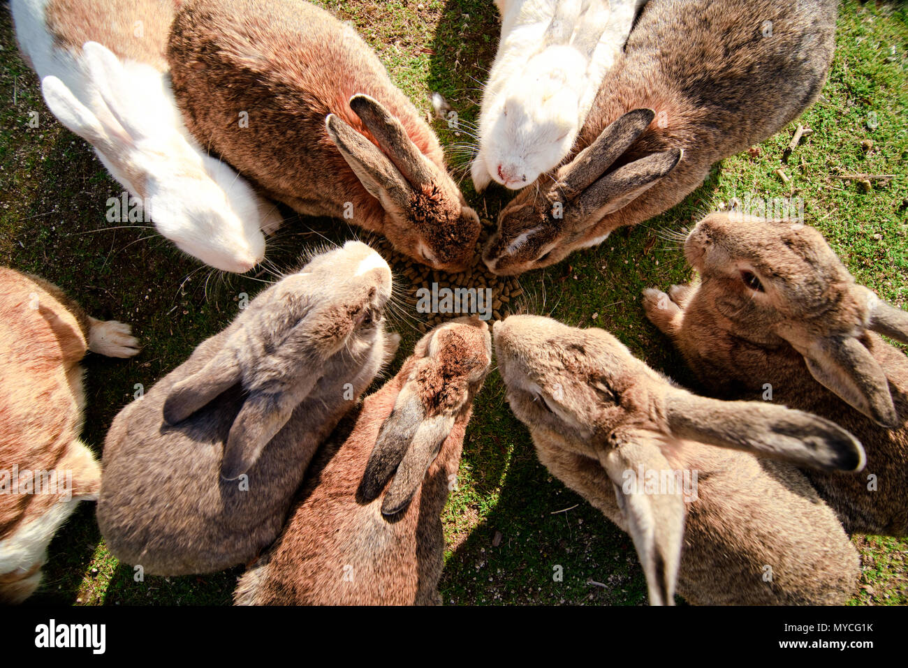cute wild bunny rabbits in japan's rabbit island, okunoshima Stock