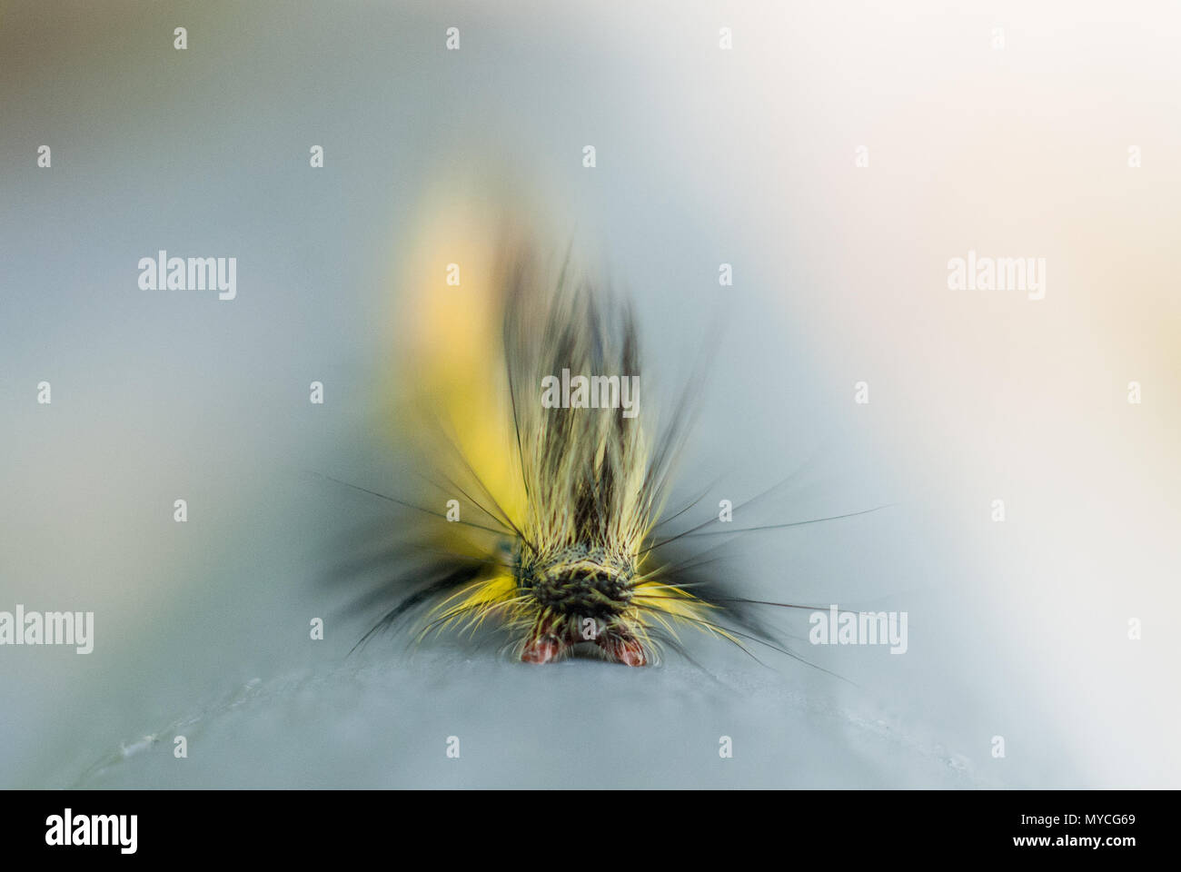 Tropical larva caterpillar hi-res stock photography and images - Alamy