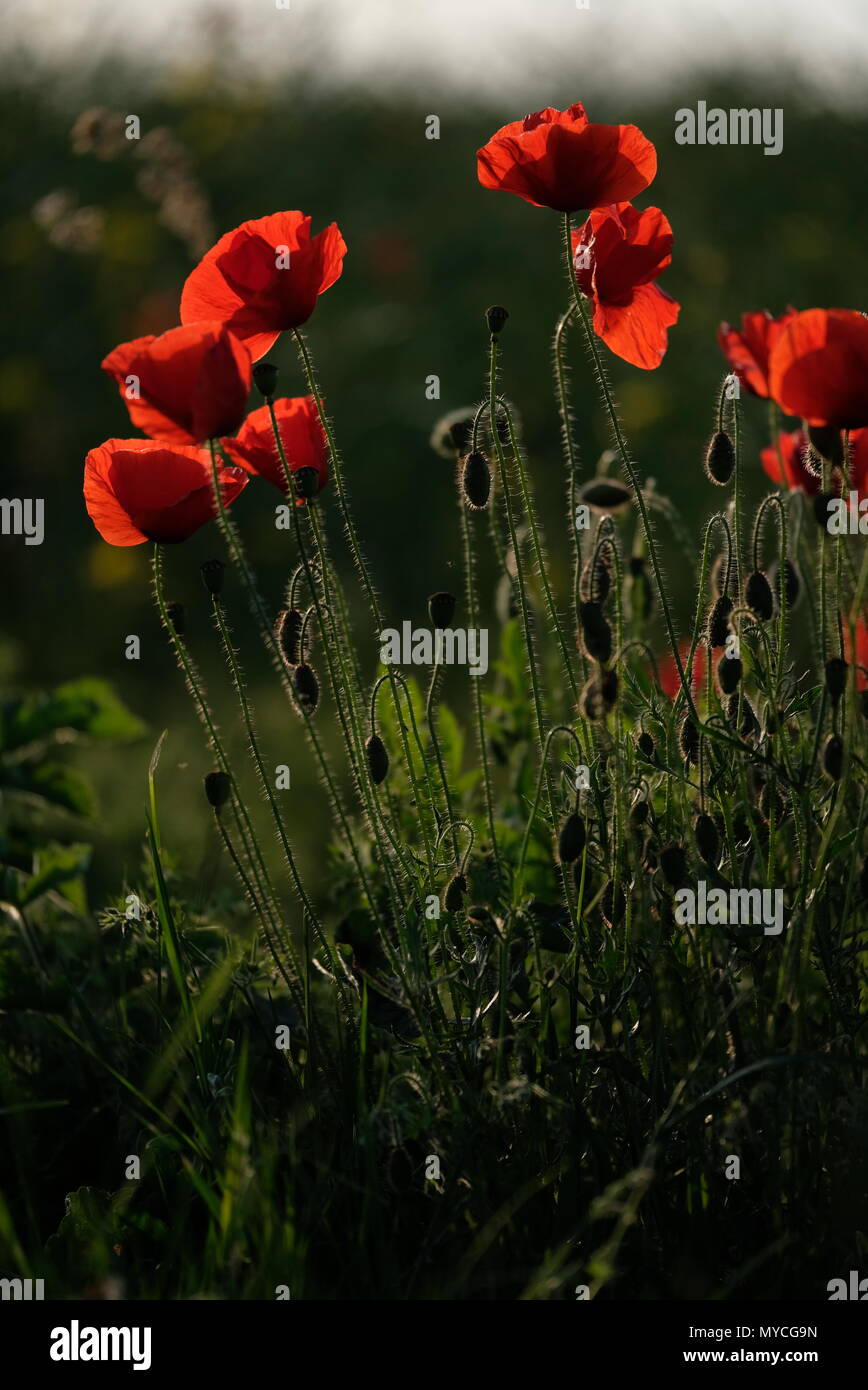 Poppy field in Hampshire Stock Photo - Alamy