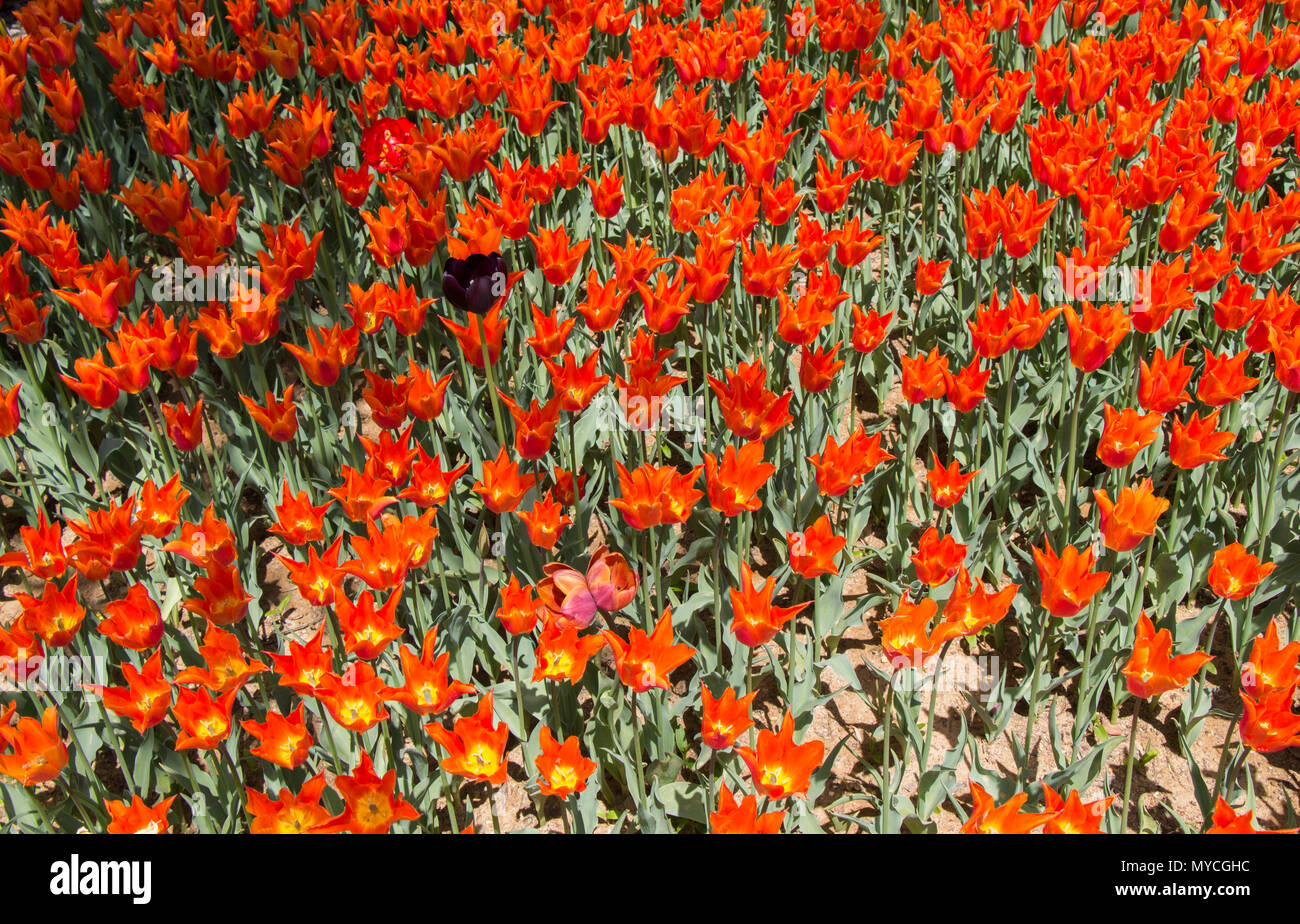 Blooming colorful tulip flowers in garden as floral background Stock ...