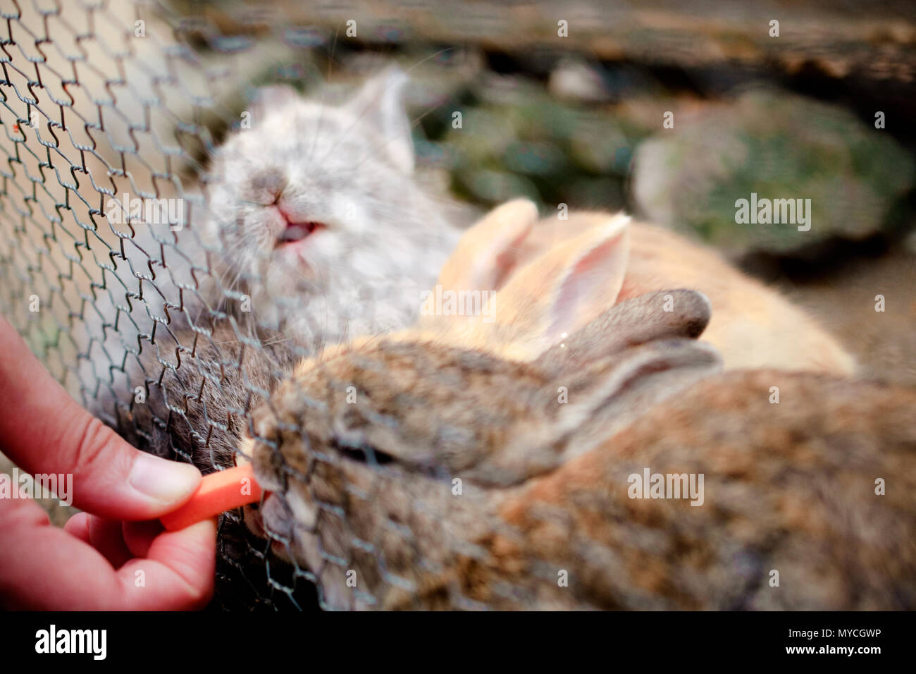 cute wild bunny rabbits in japan's rabbit island, okunoshima Stock ...