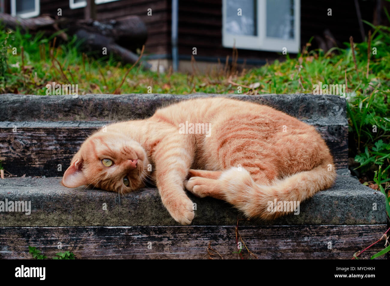 Japan, Shikoku island, Ehime region, Aoshima island, Cat island, local  tourist Stock Photo - Alamy